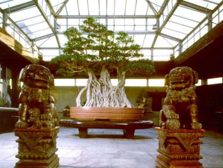 1000 letni bonsai z fikusa