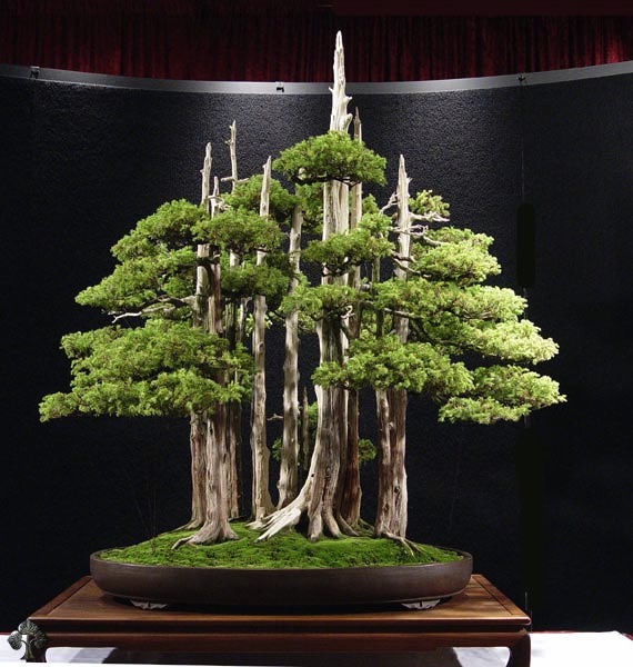 Drzewko Bonsai z jałowca