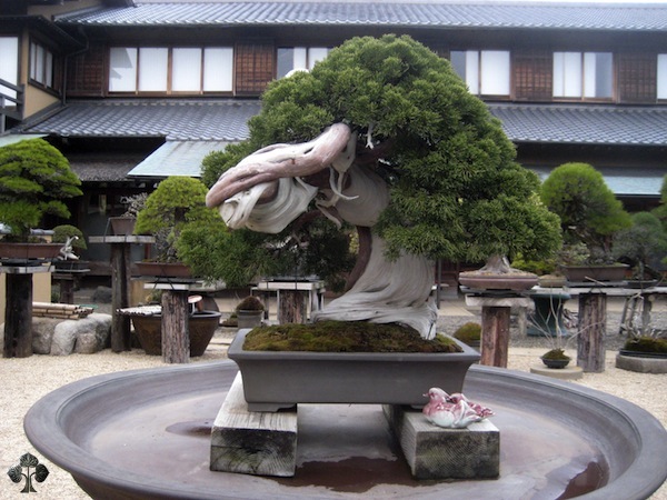 800-letnie drzewko Bonsai
