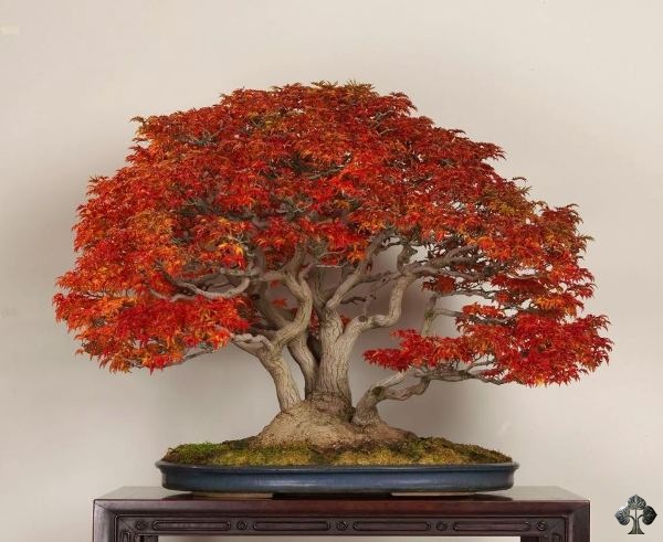 Bonsai Deshojo, Michael