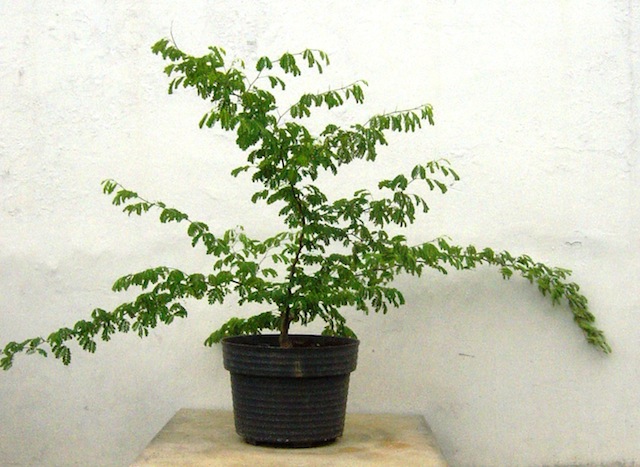 Cutting of a Brazilian Rain Tree