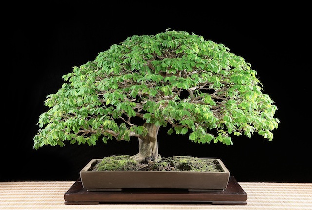 Bonsai after styling