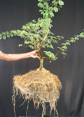 roots of a Brazilian rain tree bonsai