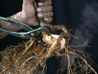 Splitting roots