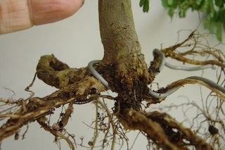 Root wiring bonsai