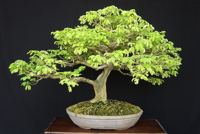 Brazilian rain tree bonsai