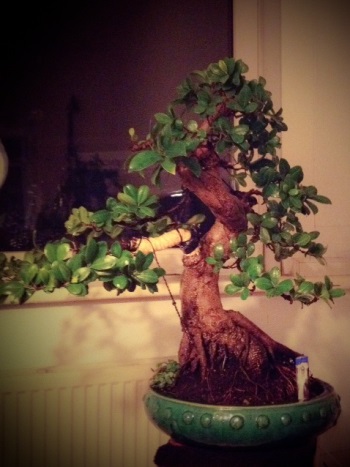 Ficus after