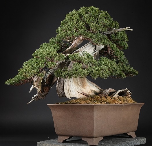 Drogie Bonsai