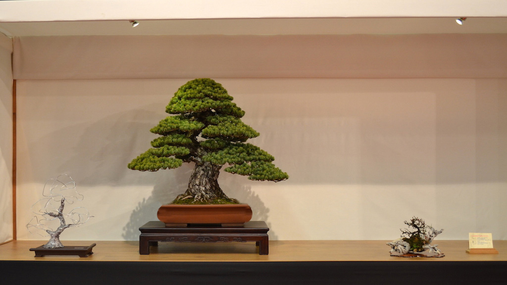 Pinus bonsai