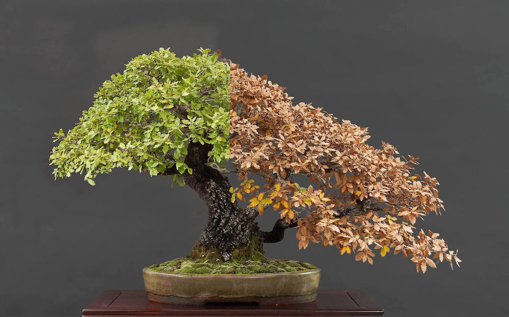 Oak bonsai tree