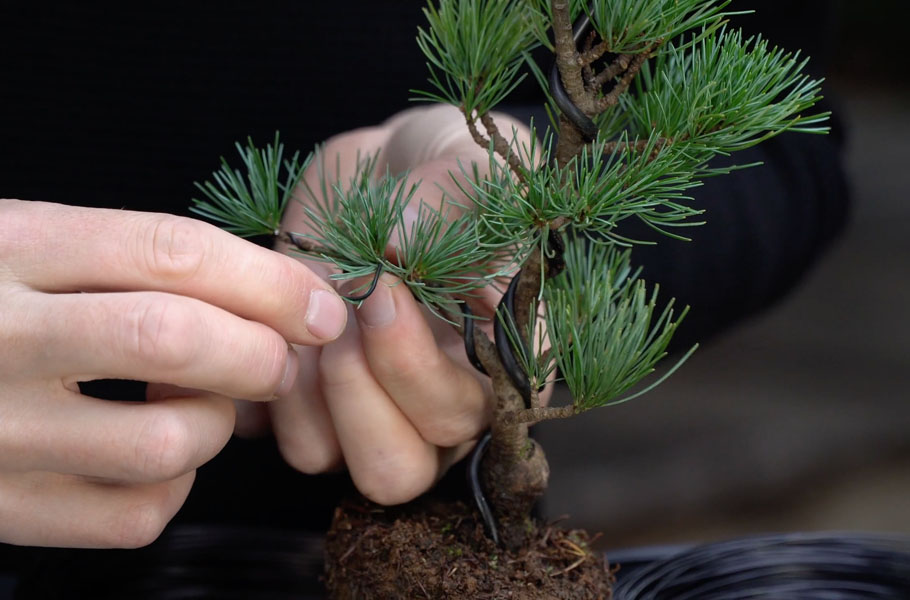 Kreujemy Bonsai z sosny