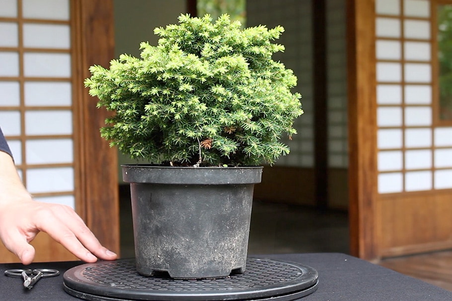 W tym filmie pokażę wam jak stworzyć Bonsai z tej rośliny.