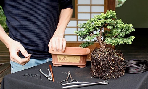 Jak stworzyć drzewko Bonsai