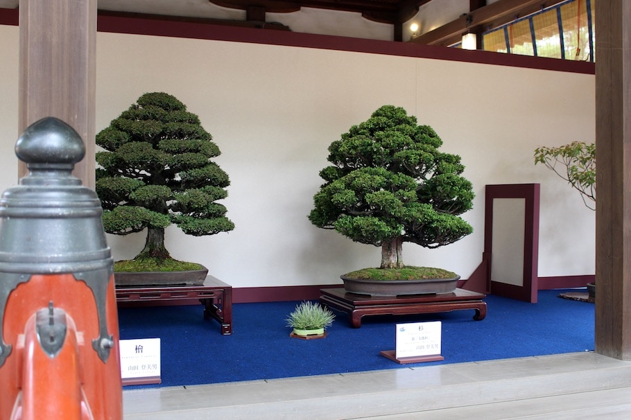 World Bonsai Convention Saitama, 2017