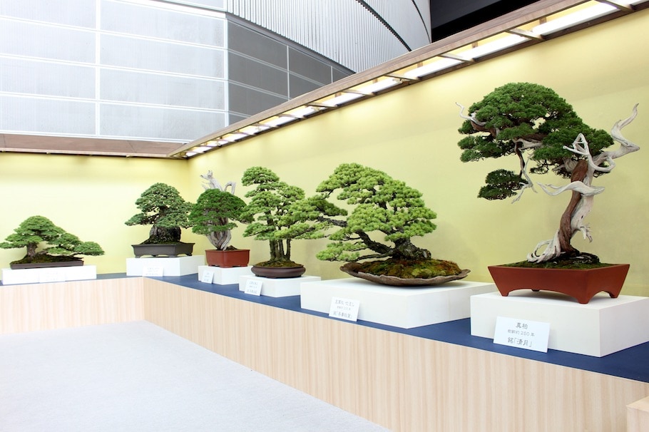 World Bonsai Convention Saitama, 2017