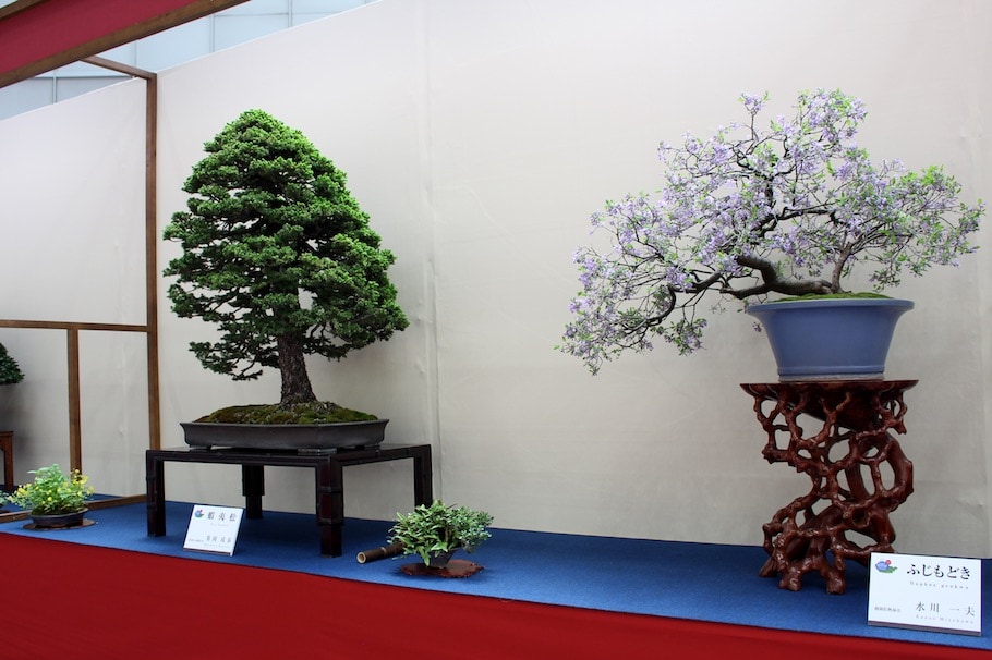 World Bonsai Convention Saitama, 2017