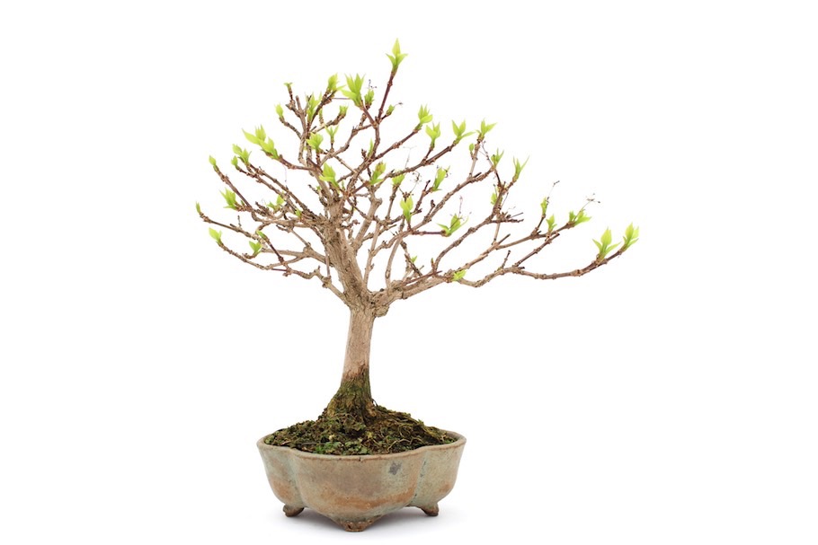 Nieszkliwiona doniczka do bonsai