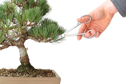 Pruning a pine (wrong)