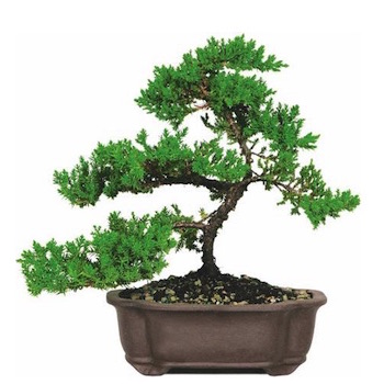 Tani Bonsai z jałowca