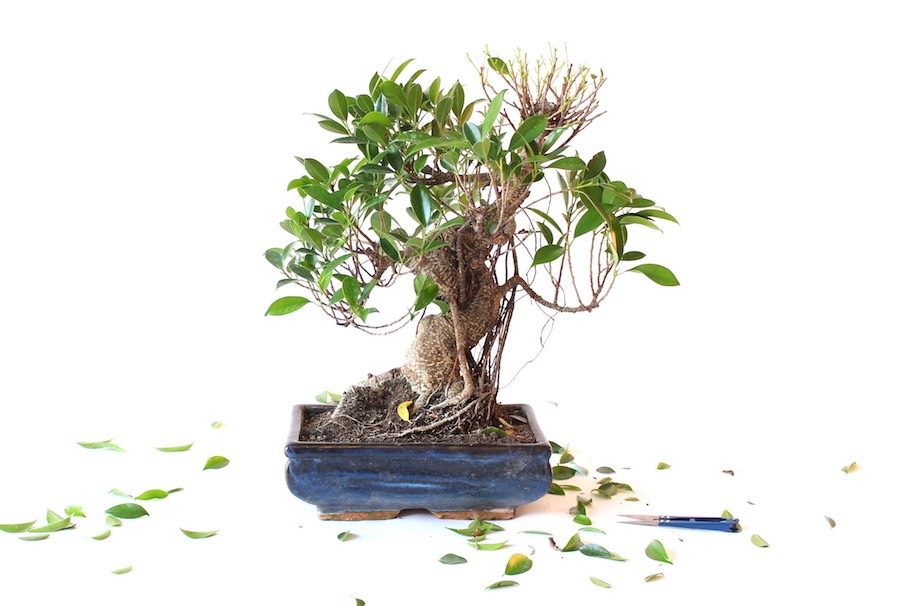 Defoliacja, przycinanie lici w celu pobudzenia roliny do wypuszczenia  nowych przyrostw - Bonsai Empire