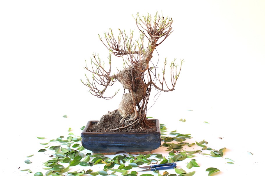 Defoliacja, przycinanie lici w celu pobudzenia roliny do wypuszczenia  nowych przyrostw - Bonsai Empire