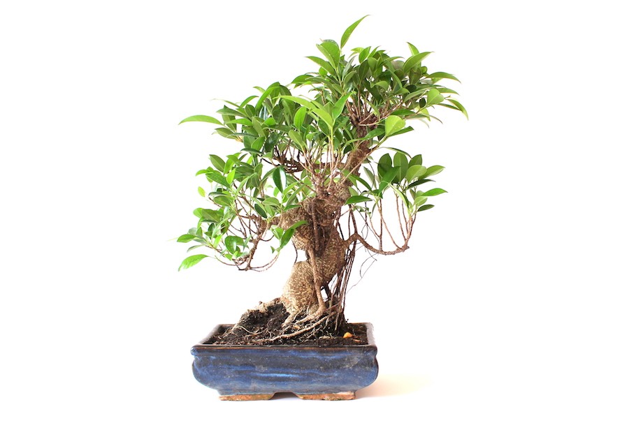Przycinanie Bonsai - Bonsai Empire