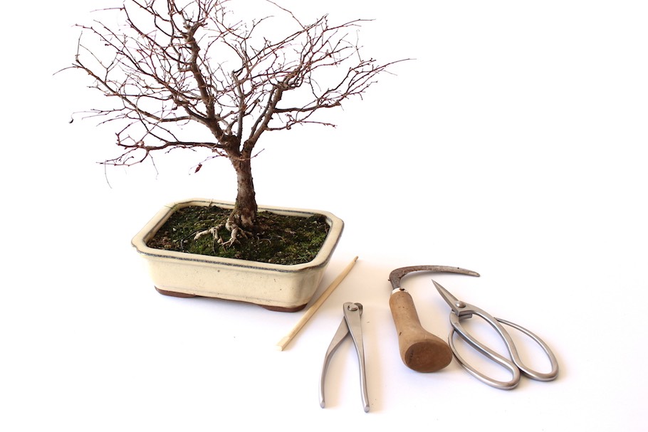 Przesadzanie, jak przesadzi swoje drzewko - Bonsai Empire