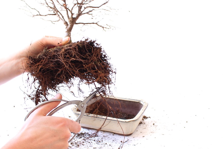Przesadzanie, jak przesadzi swoje drzewko - Bonsai Empire