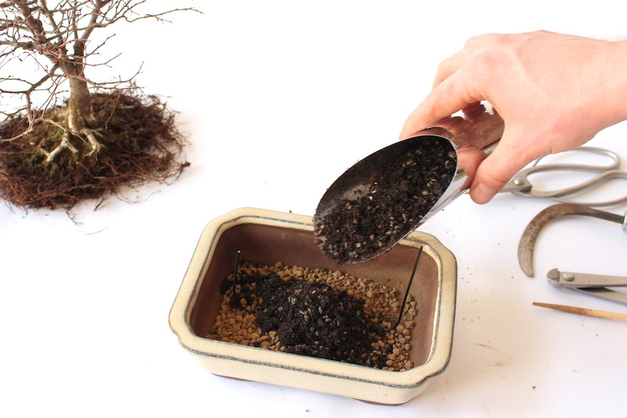 Przesadzanie, jak przesadzi swoje drzewko - Bonsai Empire