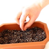 Umieszczenie nasion w podłożu