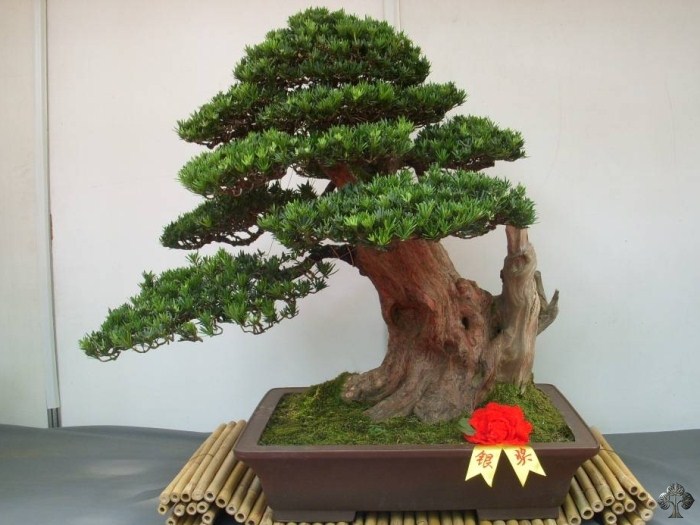 Podocarpus macrophylla bonsai