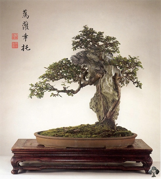 Wiąz drobnolistny – Bonsai