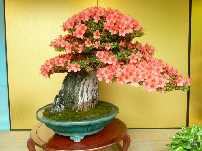 kwitnące drzewko Bonsai