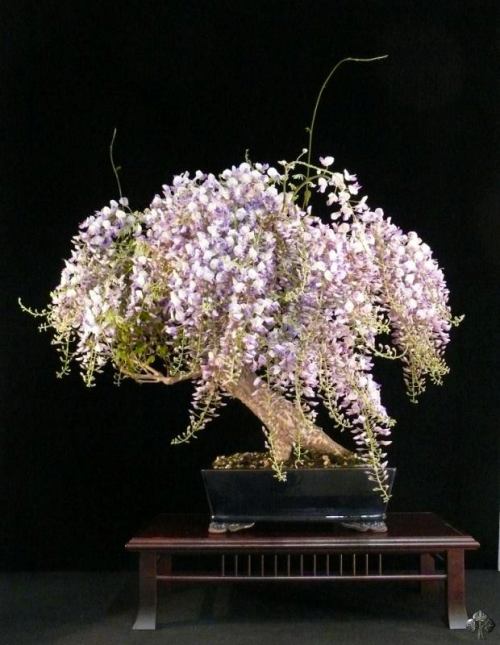 Bonsai z kwitnącej wisteri