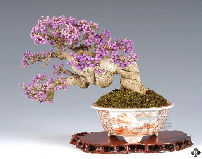 Owocująca pięknotka japońska Bonsai