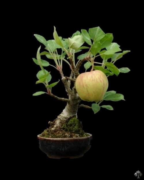 Jabłko na drzewku Bonsai