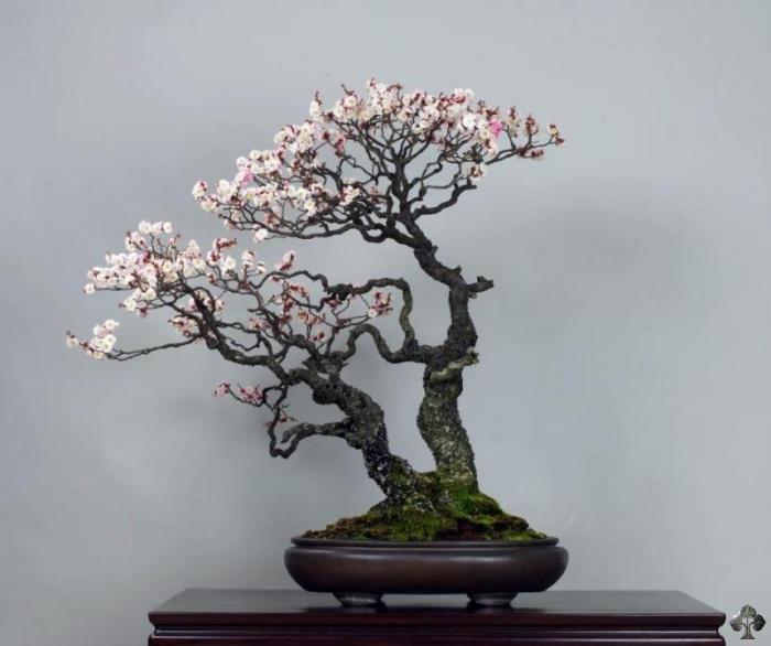 Prunus mume Bonsai