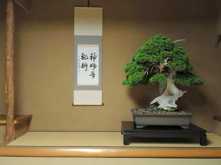 800 letnie Bonsai